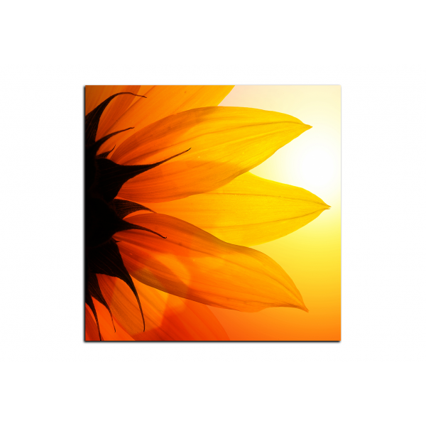 Obraz na plátně - Slunečnice květ - čtverec